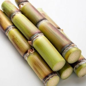SUGAR CANE
