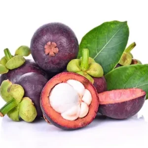 MANGOSTEEN