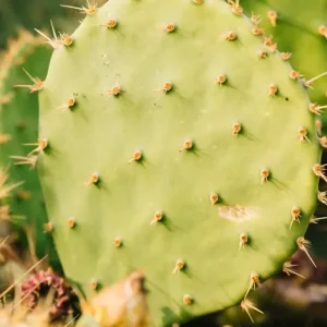 CACTUS FRUIT