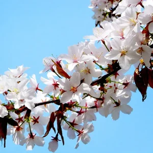 APPLE BLOSSOM