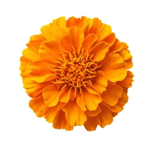 NASTURTIUM