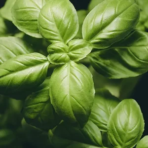 BASIL