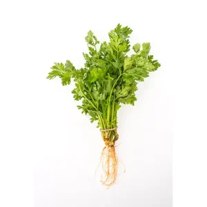 CHERVIL