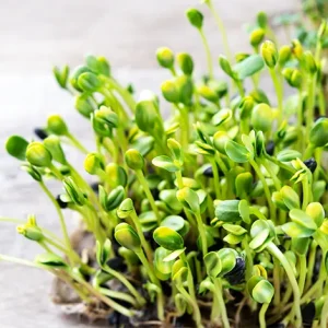 Cress