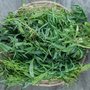 TARRAGON
