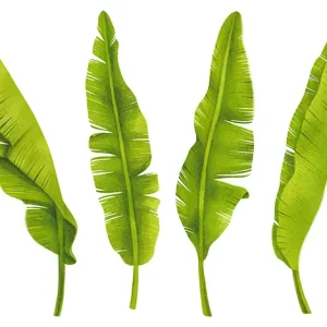Banana Leaves
