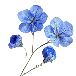 Borage Flower