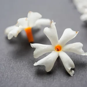 Jasmin Blossom