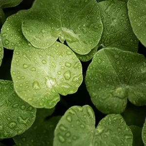 Lotus Leaves