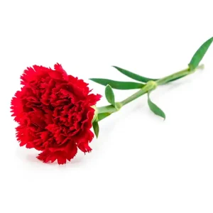 Dianthus Flower