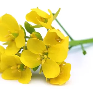 Arugula Flower