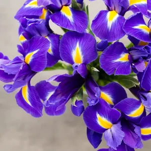 Pansy Flower / Viola Flower