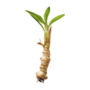 GALANGAL