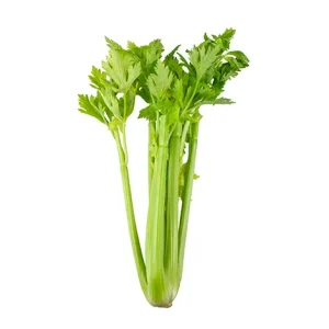 CELERY