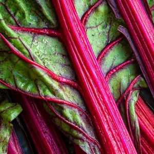RHUBARB