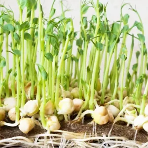 PEA SHOOT