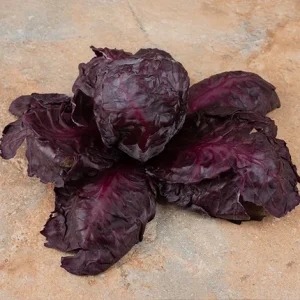 LETTUCE